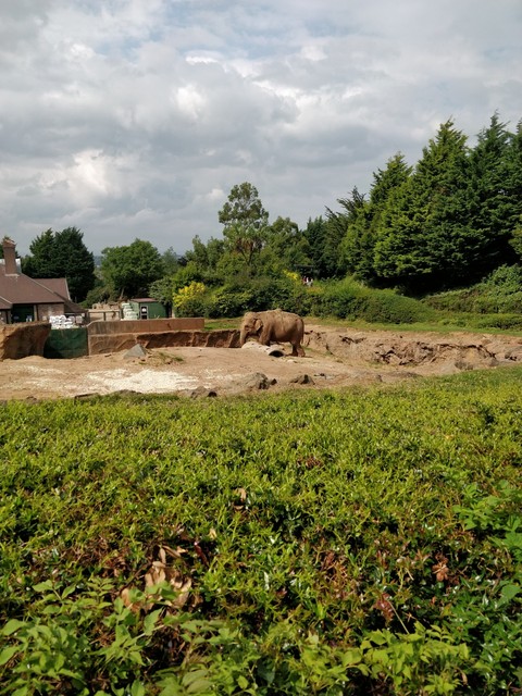 elephant