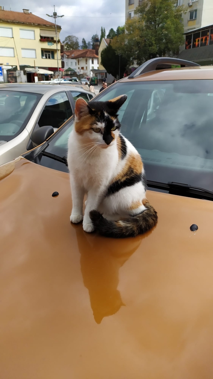 cat
