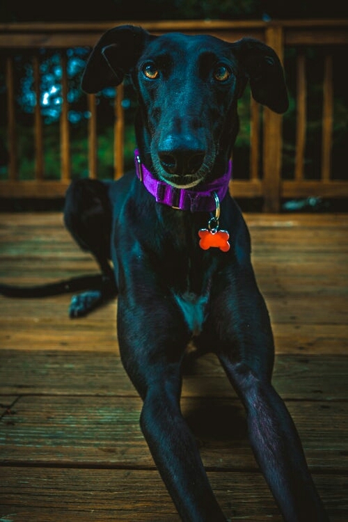 Black dog