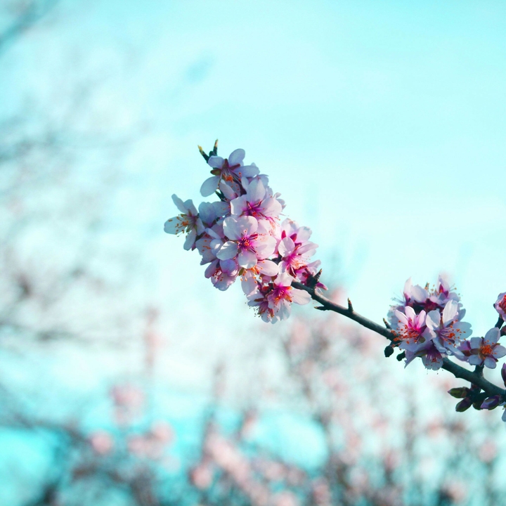 cherry blossom