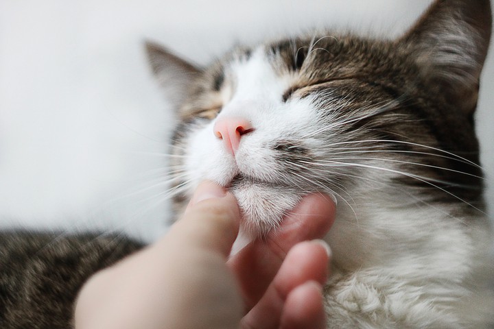 Keksik the cat
