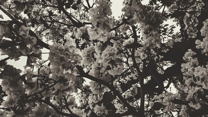 Sad spring