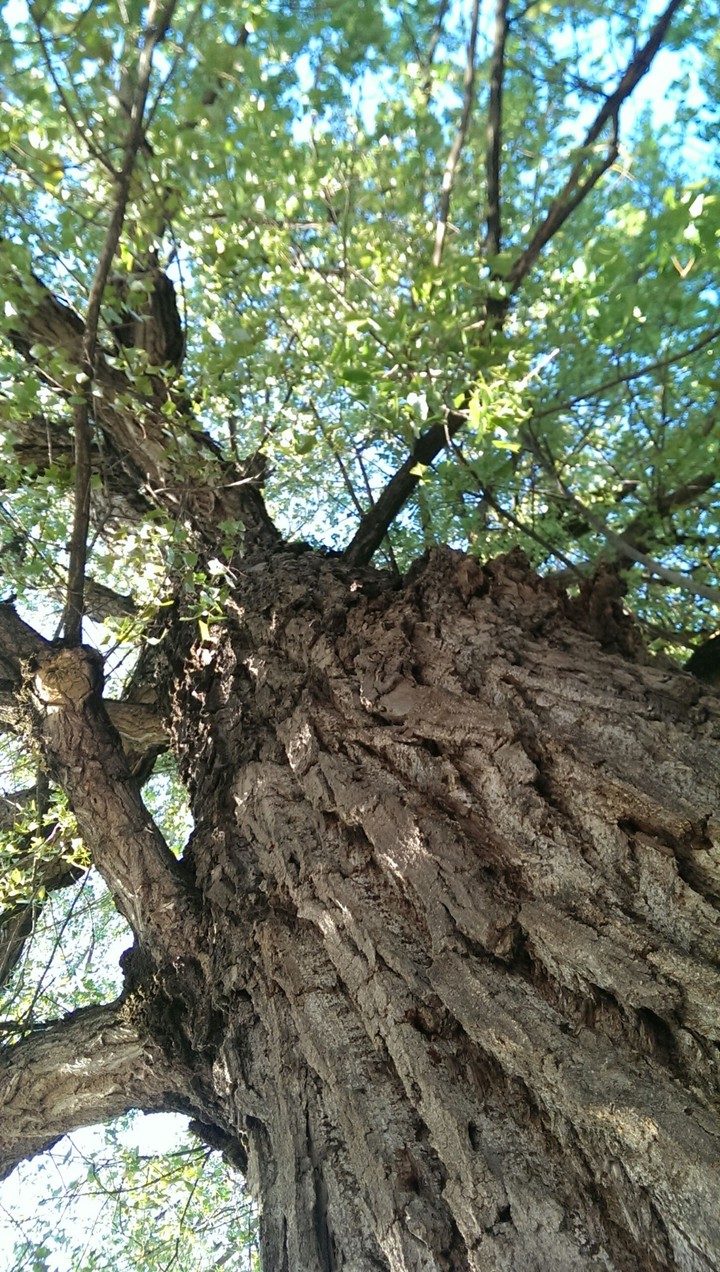tree dream