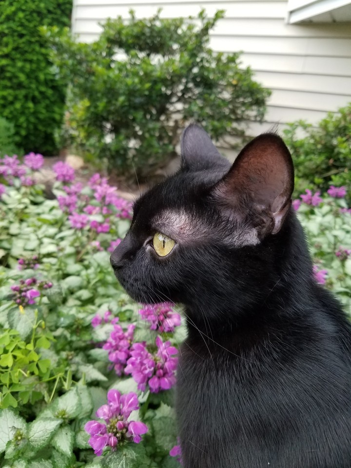 black kitten