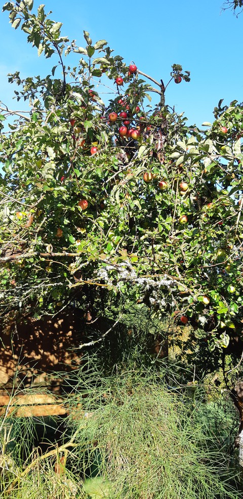Apple anyone ?