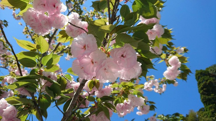 桜