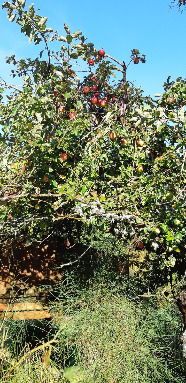 Apple anyone  ?