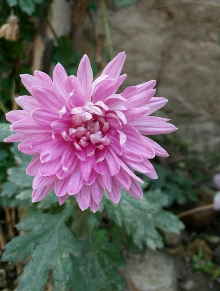 Flower ??