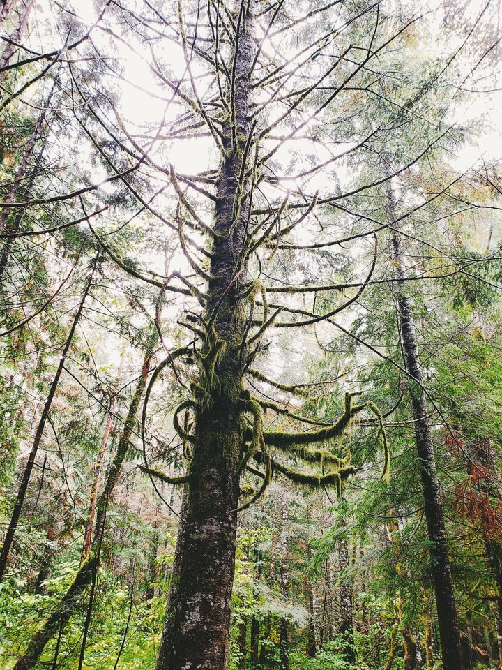 moss tree