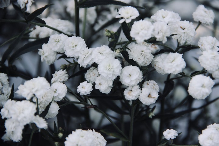 white flowers
