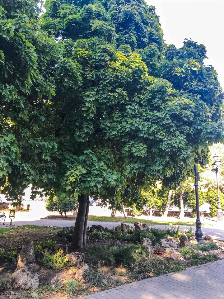 tree