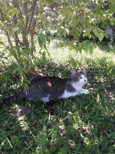 Cat
