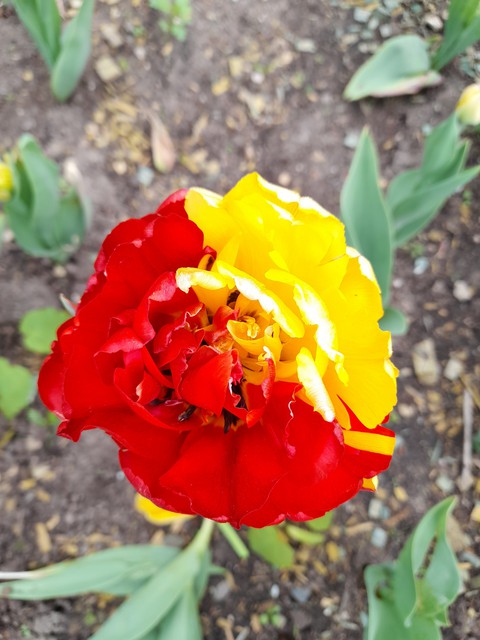 tulip