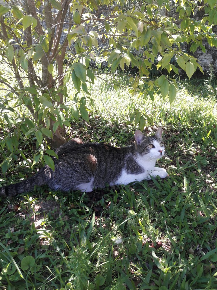 Cat