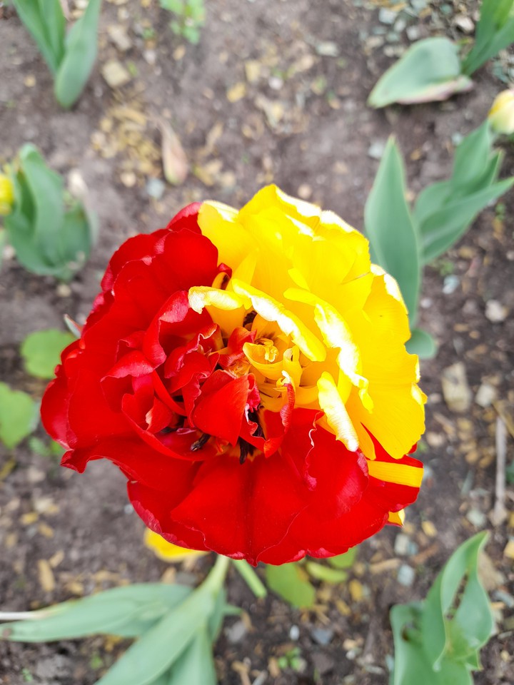 tulip