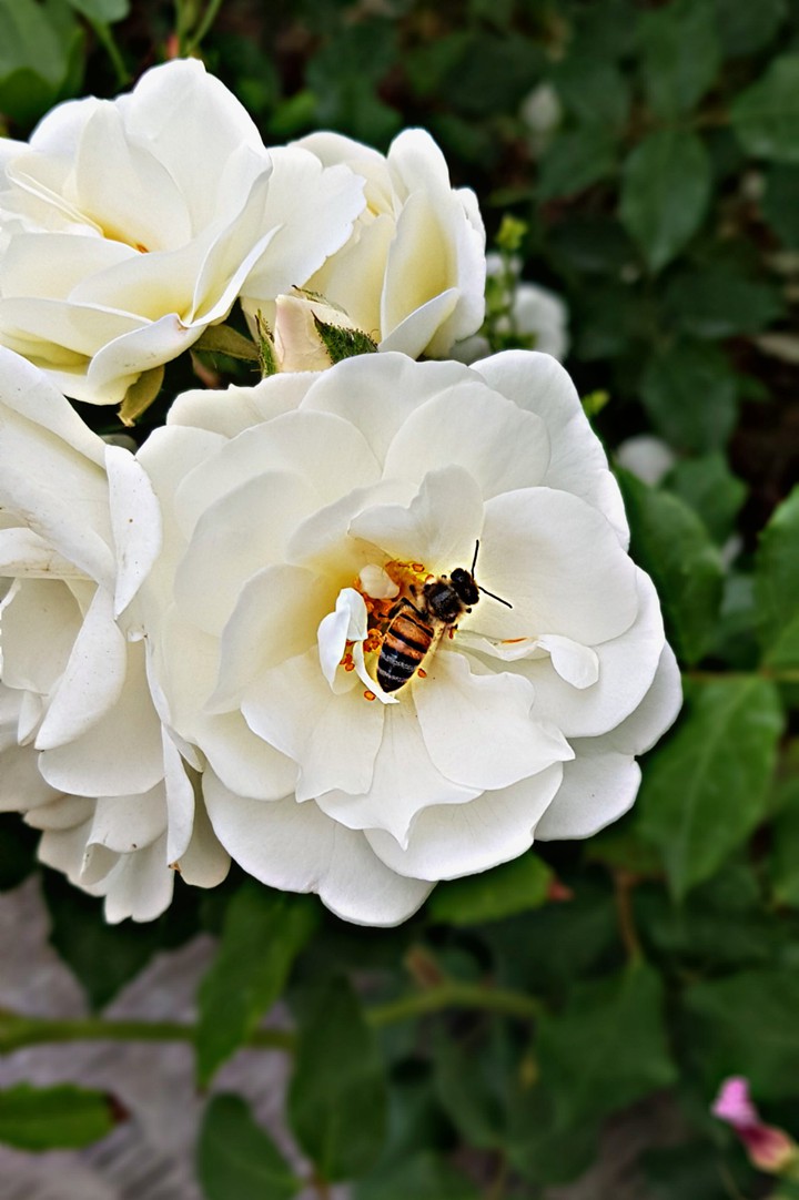 bee and rose