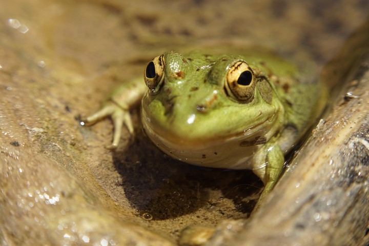 toad