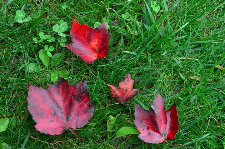 leaf