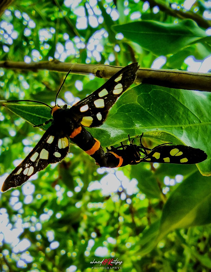 Nature shot