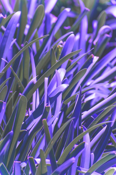 Pasto morado 4k