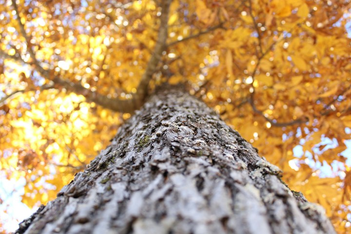 The Tree