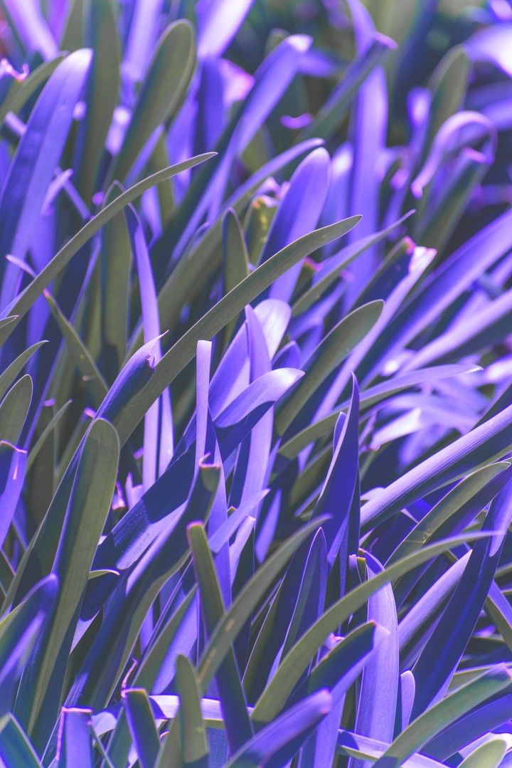 Pasto morado 4k