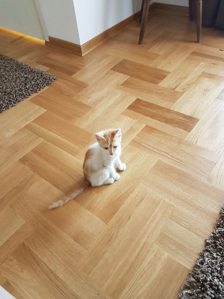 Kitten