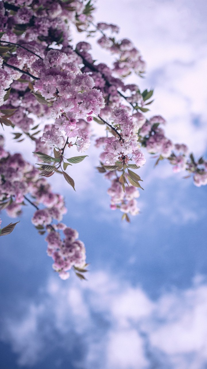 Pink  , green , white , blue...