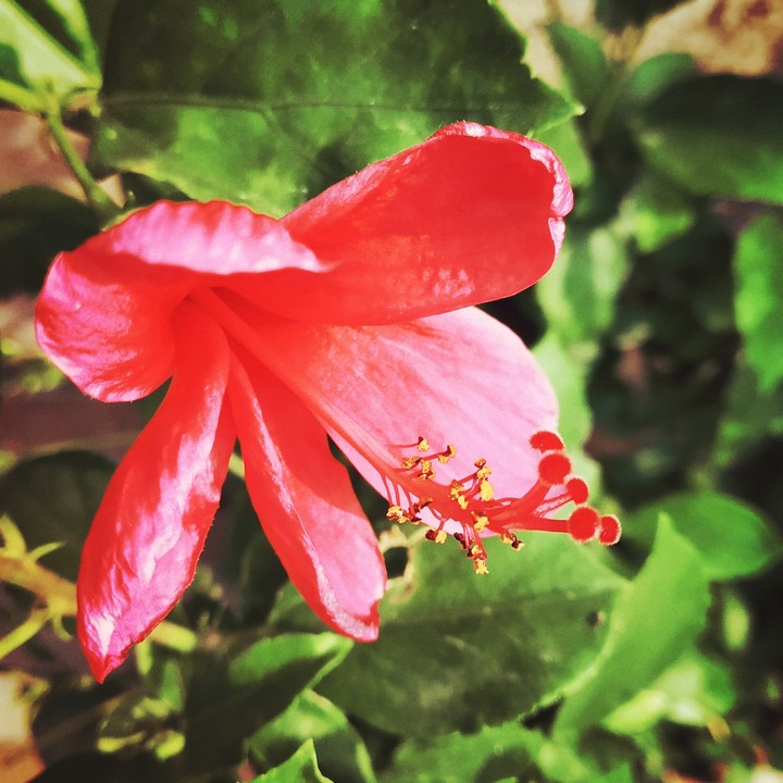hibiscus