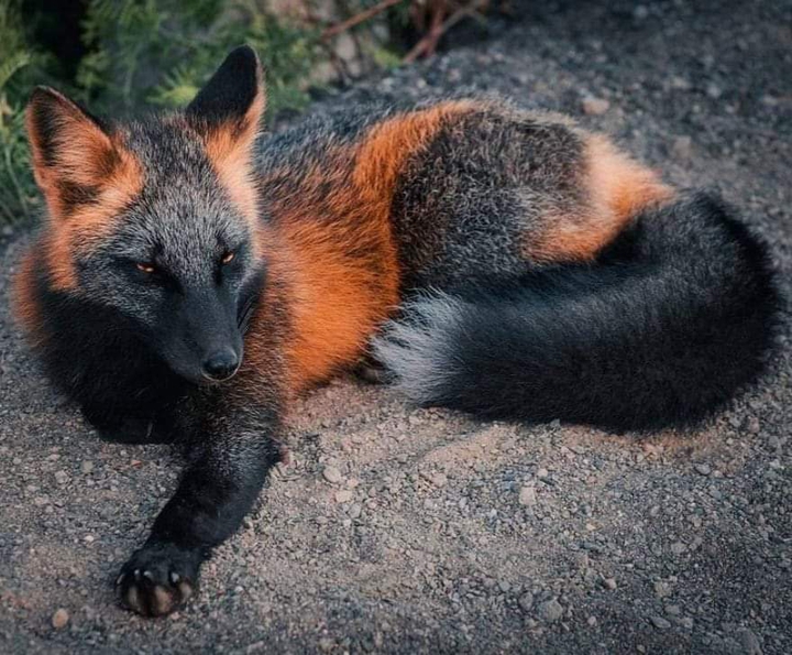 Fox