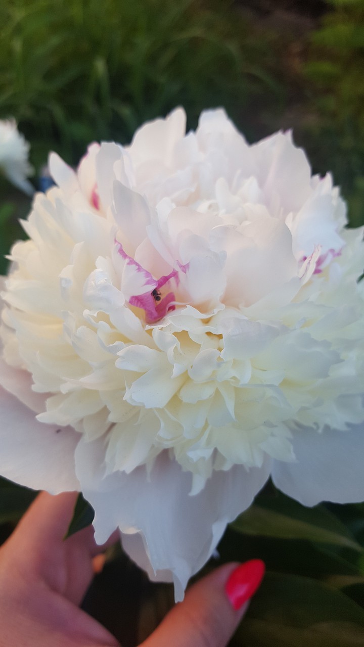 peony