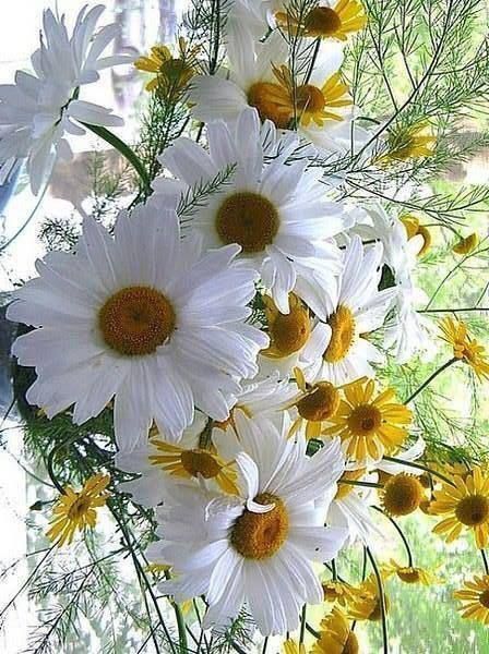 flowers