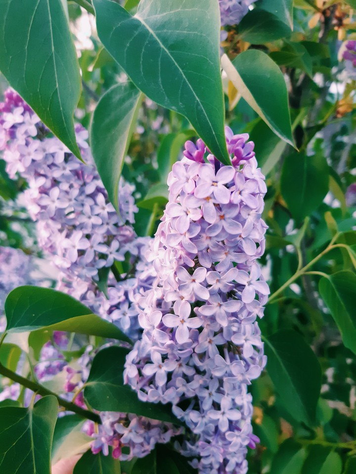 Lilac