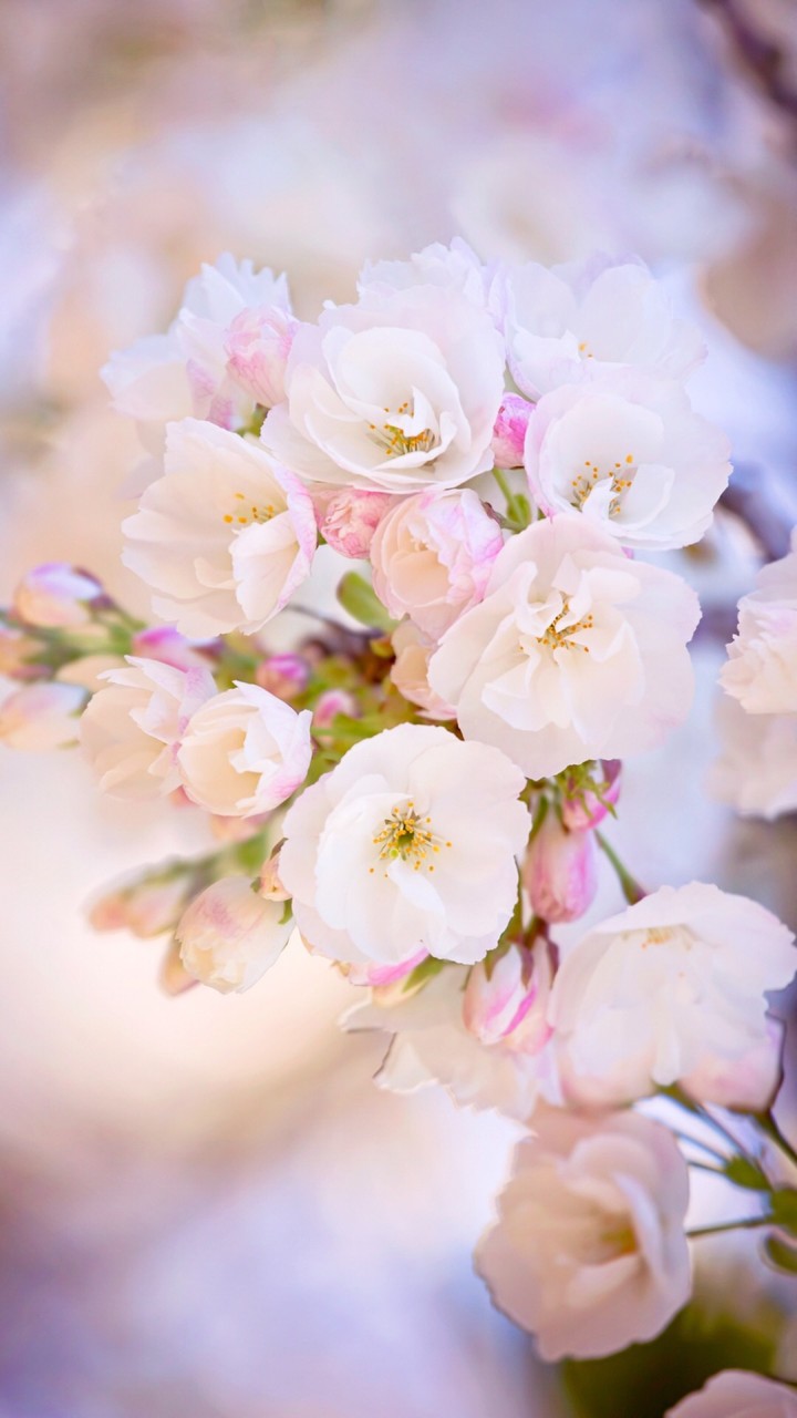 Blooming blossom