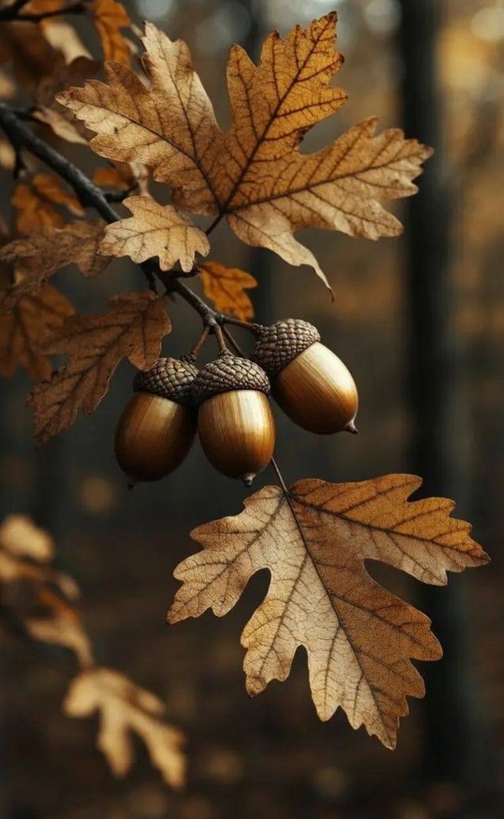THE GOLDEN ACORNS