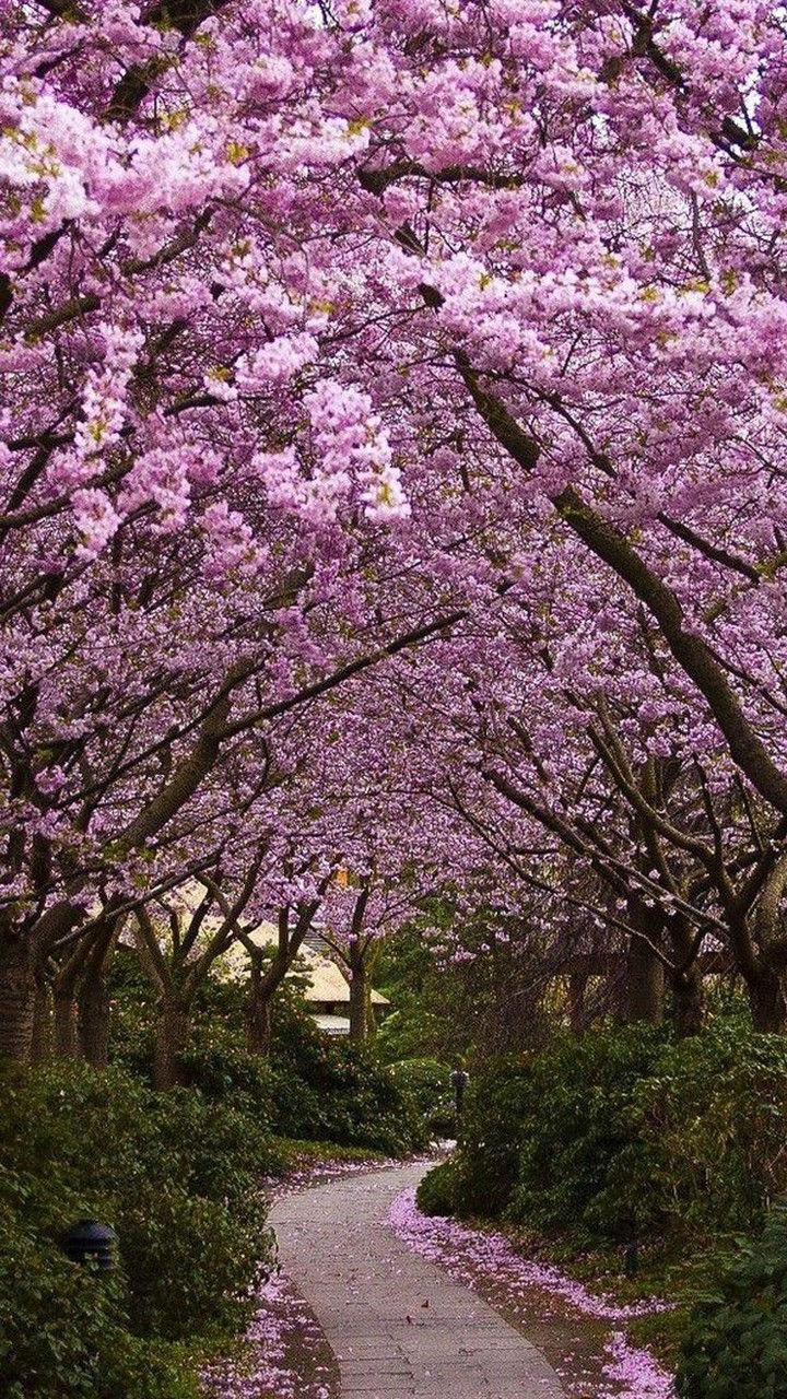 Cherry blossom