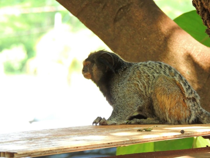 macaco
