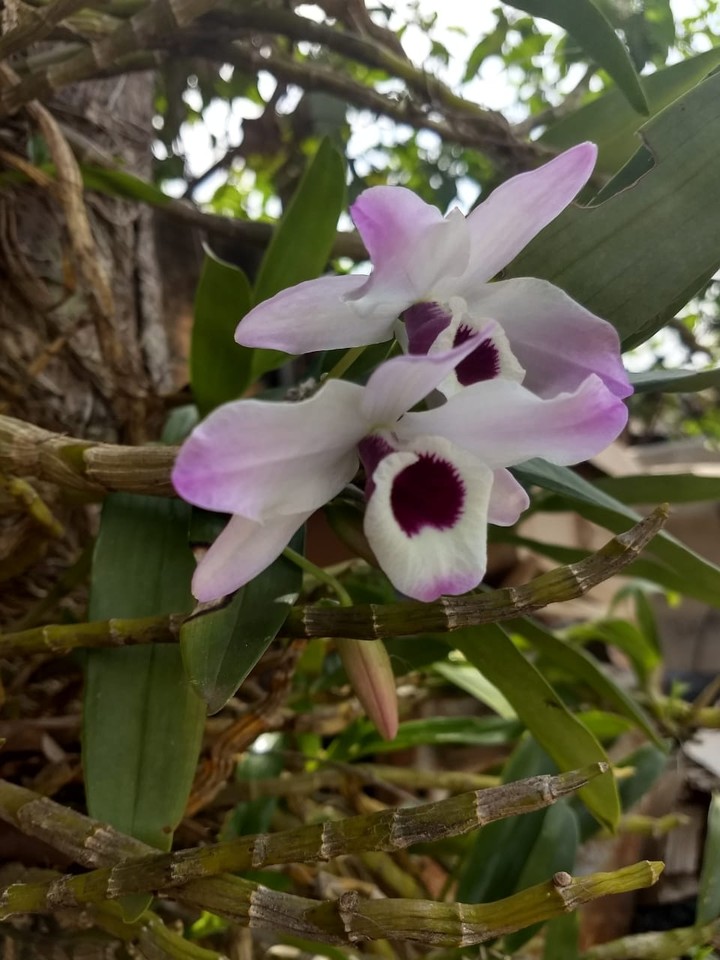 orquídea