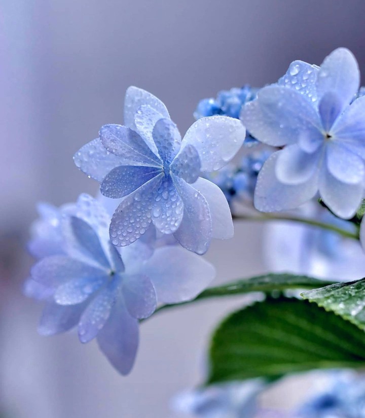 Babyblue