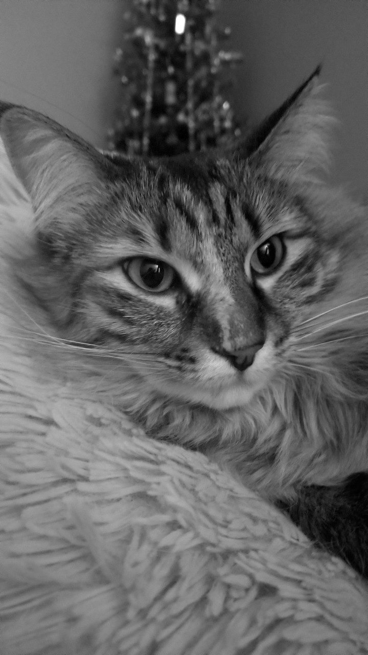 Luna