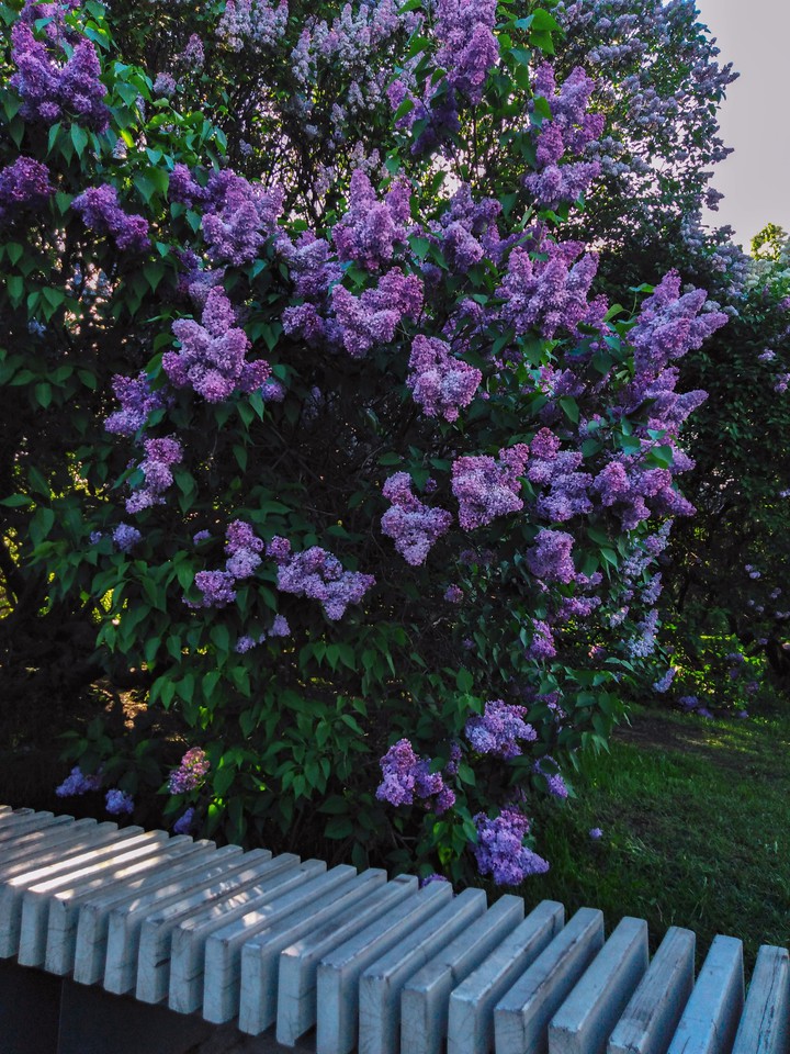 Lilac Garden