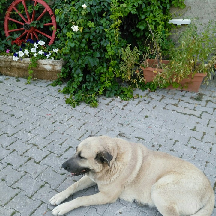 sema