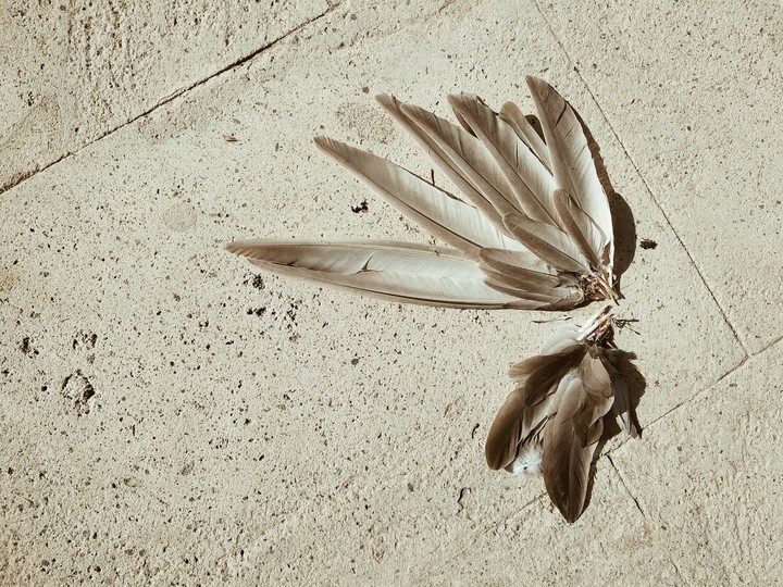 feather