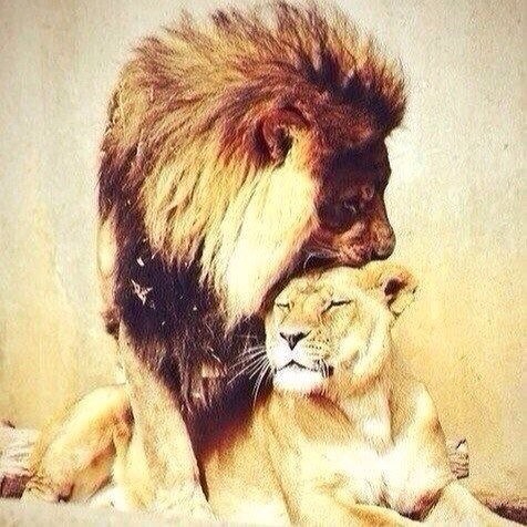 lion