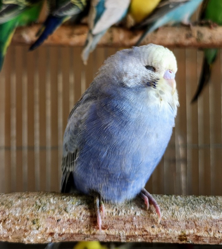 parrot