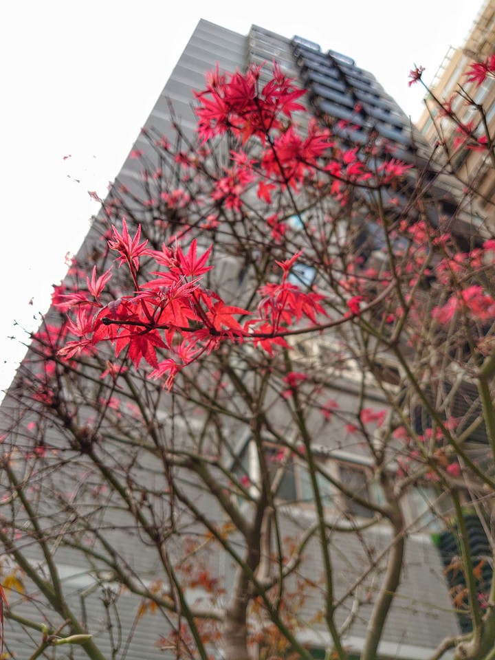 Acer Pycnanthum