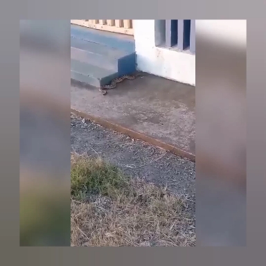Cascavel na varanda da casa ?