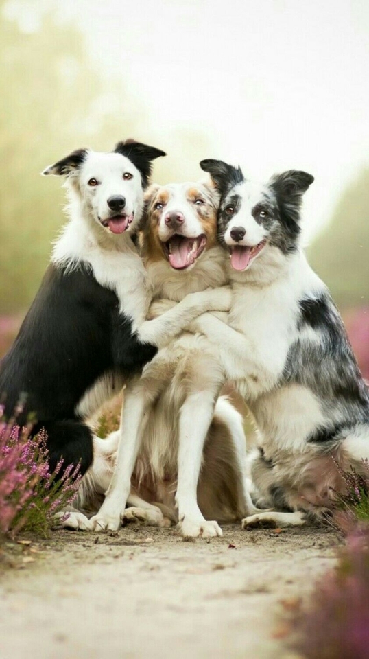 Belle and two other dogs