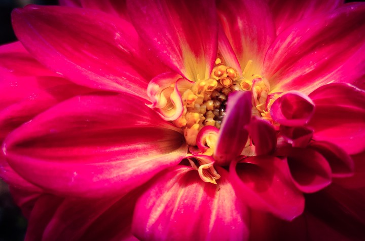 blossom in red