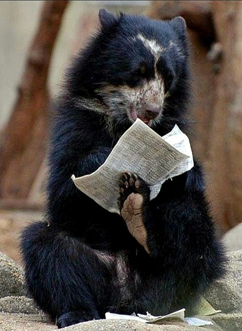 Looking for the Bear's Score